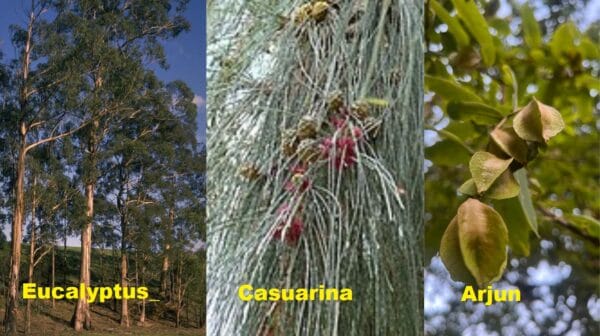 Suitable trees for saline sodic soil