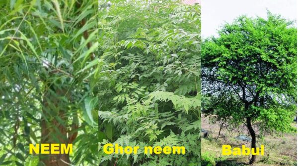 Trees For Rain Fed Condtions