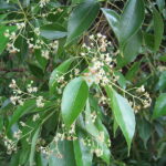 camphor-leaves-and-flower