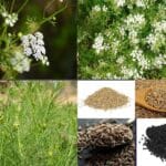 Cumin cultivation