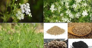 Cumin cultivation