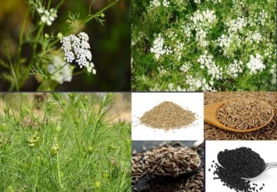 Cumin cultivation