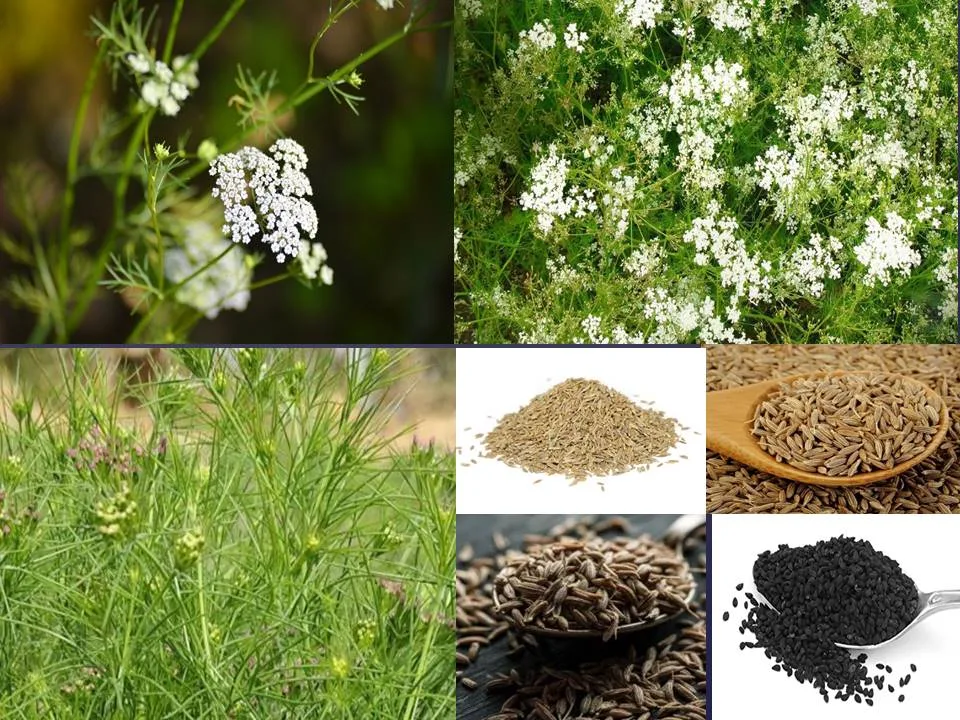 Cumin cultivation