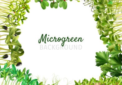 Microgreens Farming ; An Overview