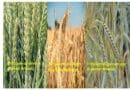 Why MP Wheat is So costly?