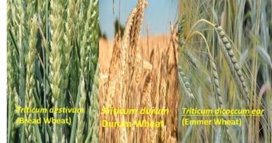 Why MP Wheat is So costly?
