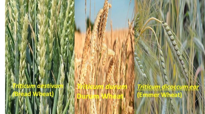 Why MP Wheat is So costly?