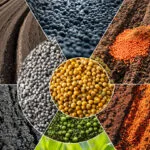 Why is Single Super Phosphate better than the expensive DAP?