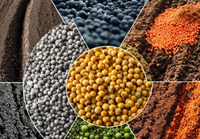 Why is Single Super Phosphate better than the expensive DAP?