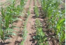https://agrovistafarming.com/crop-diversification-one-solution-for-modern-agricultural-problems/