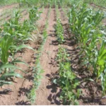 https://agrovistafarming.com/crop-diversification-one-solution-for-modern-agricultural-problems/