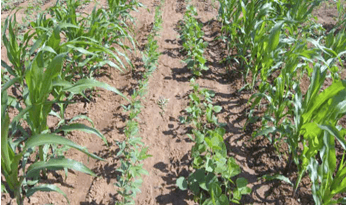 Crop Diversification: One solution for Modern Agricultural Problems Crop Diversification: One solution for Modern Agricultural Problems