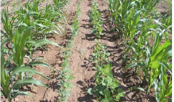 https://agrovistafarming.com/crop-diversification-one-solution-for-modern-agricultural-problems/