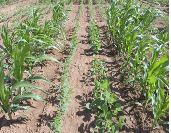 Crop Diversification: One solution for Modern Agricultural Problems