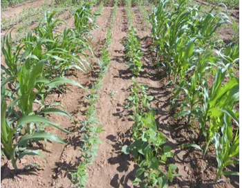 https://agrovistafarming.com/crop-diversification-one-solution-for-modern-agricultural-problems/