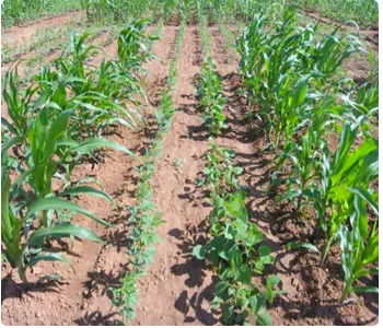 https://agrovistafarming.com/crop-diversification-one-solution-for-modern-agricultural-problems/